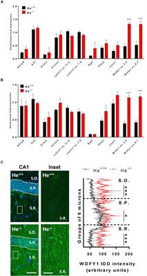 Lack of Helios During Neural Development Induces Adult Schizophrenia-Like Behaviors Associated With Aberrant Levels of the TRIF-Recruiter Protein WDFY1